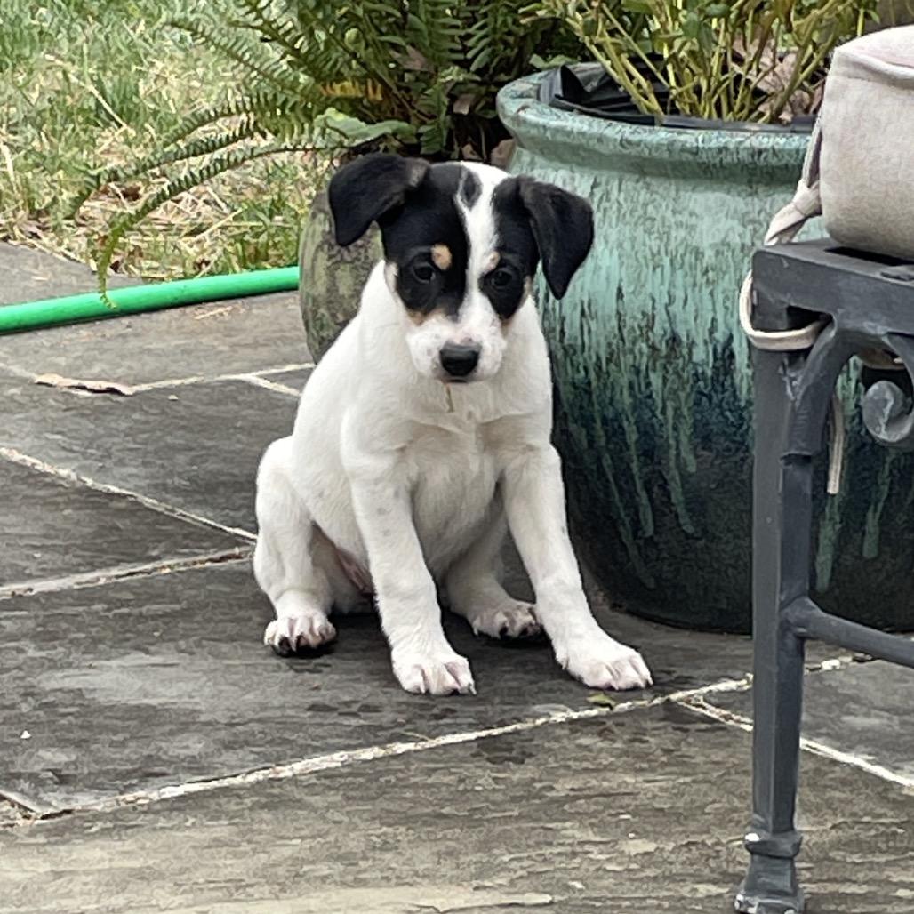 Lula, a Adoptable Rat Terrier in Potomac, MD image 3/6