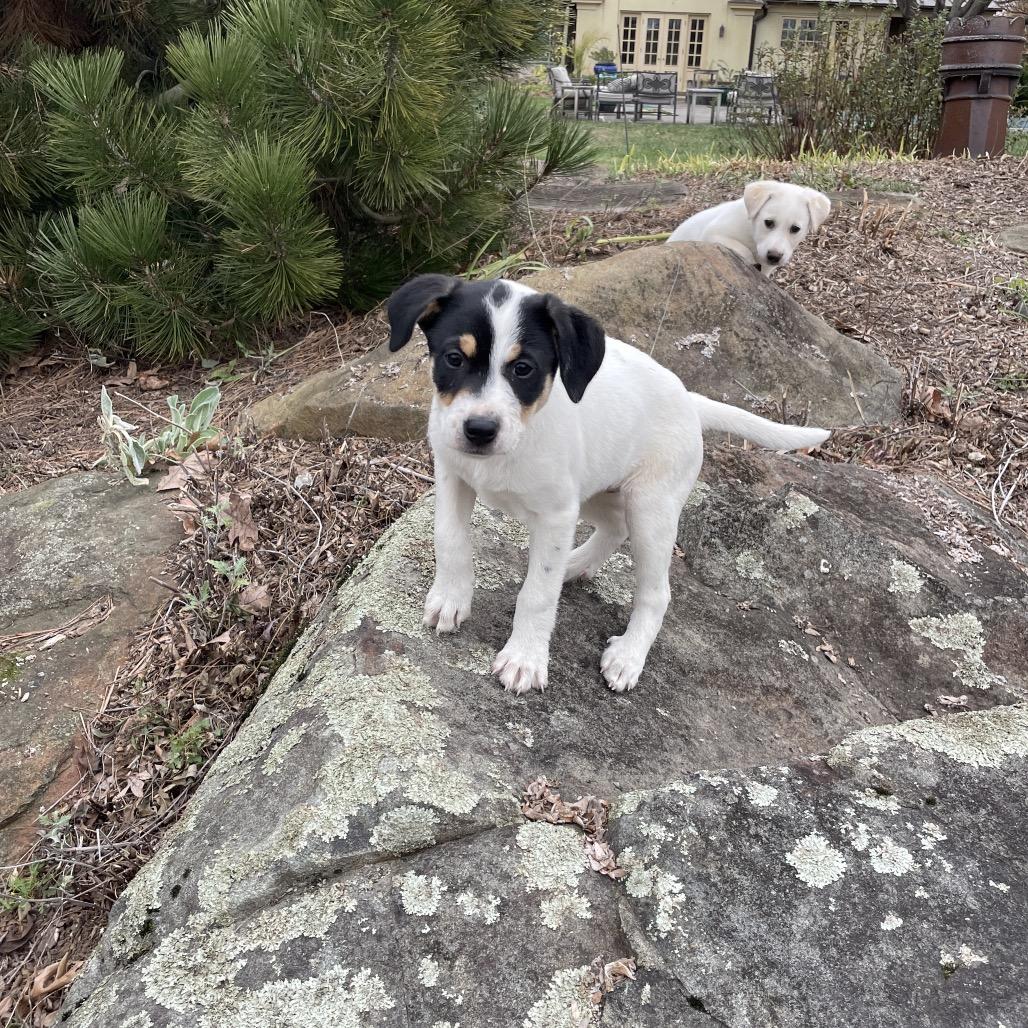 Lula, a Adoptable Rat Terrier in Potomac, MD image 4/6