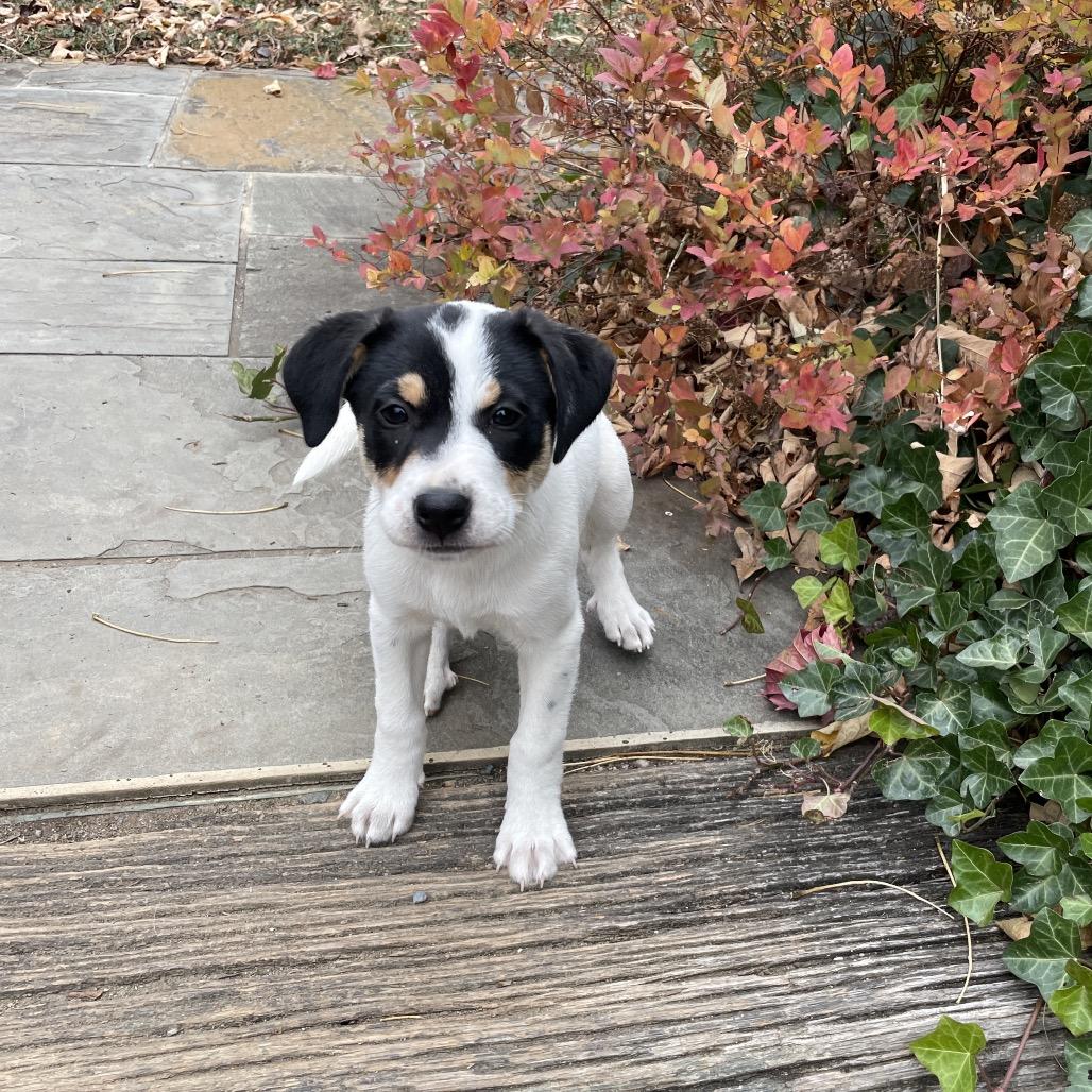 Lula, a Adoptable Rat Terrier in Potomac, MD image 5/6