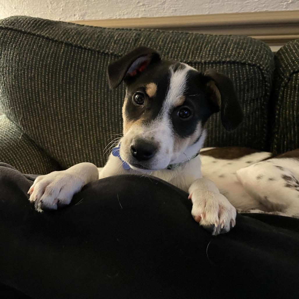Lula, a Adoptable Rat Terrier in Potomac, MD image 6/6