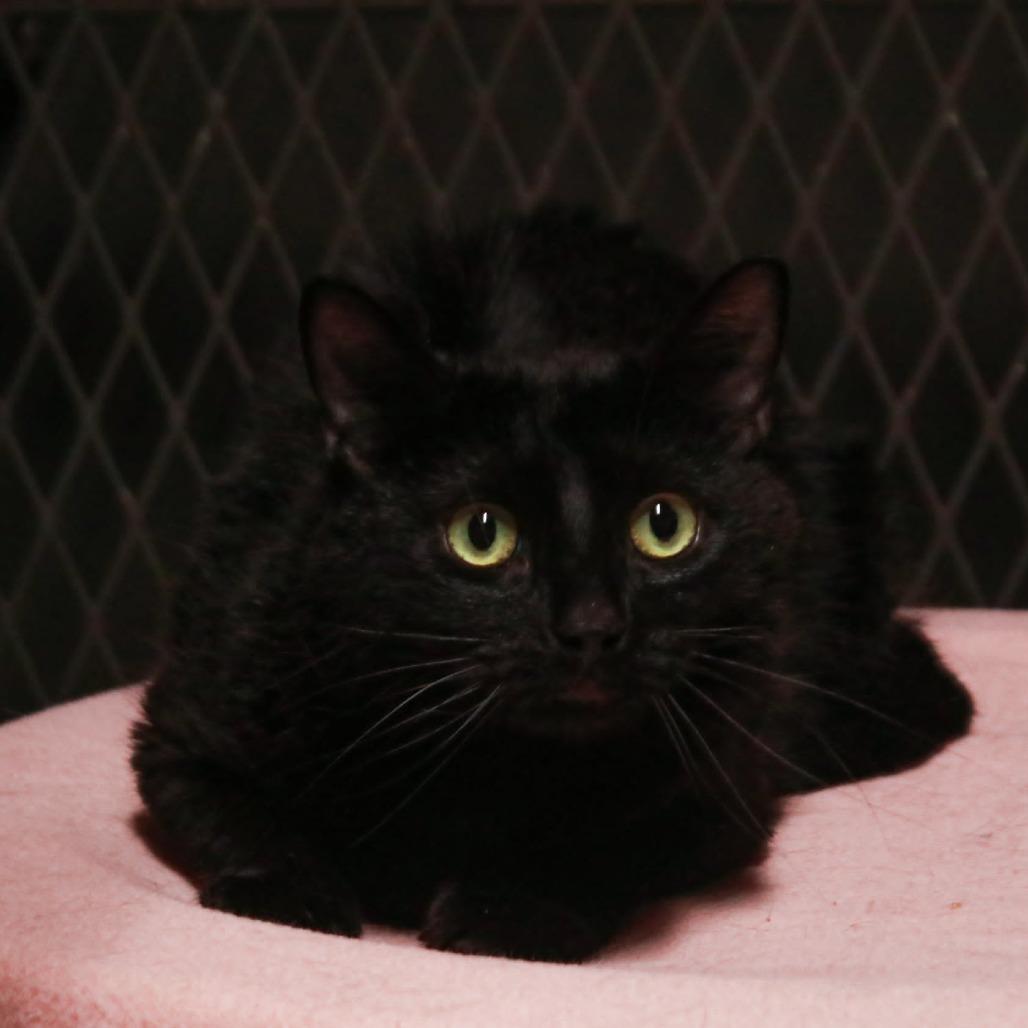 Enlarge Nisha, a Adoptable mixed breed in Madisonville, KY image 1/2