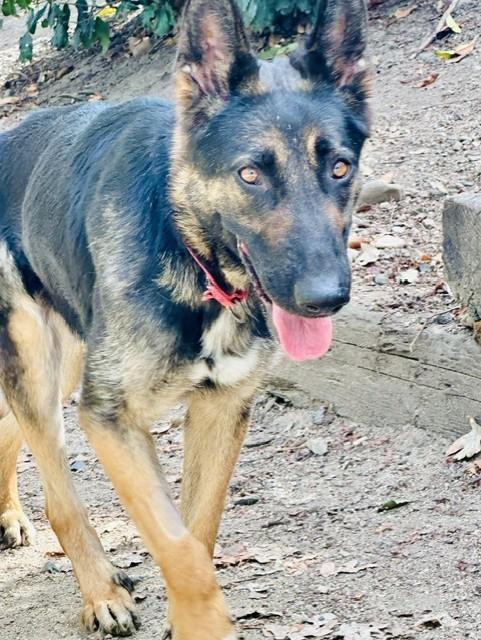 Enlarge Barbie, a Adoptable Shepherd in Phoenix, OR image 3/4