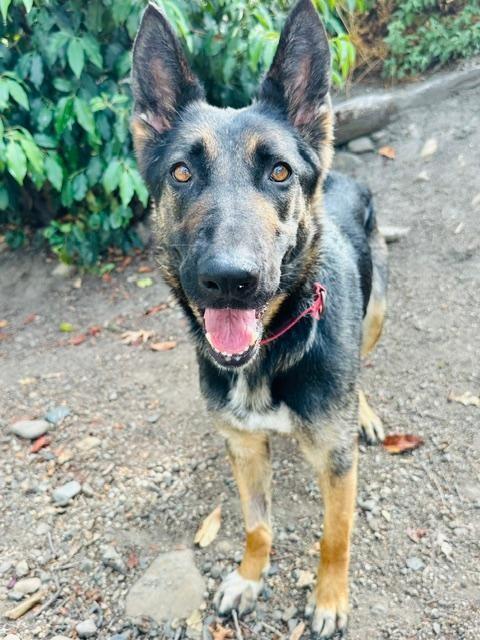 Enlarge Barbie, a Adoptable Shepherd in Phoenix, OR image 4/4