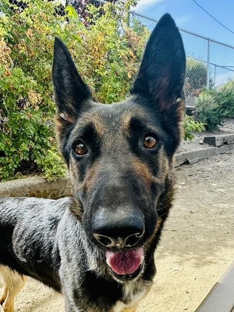 Barbie, Adoptable, Adult Female Shepherd.