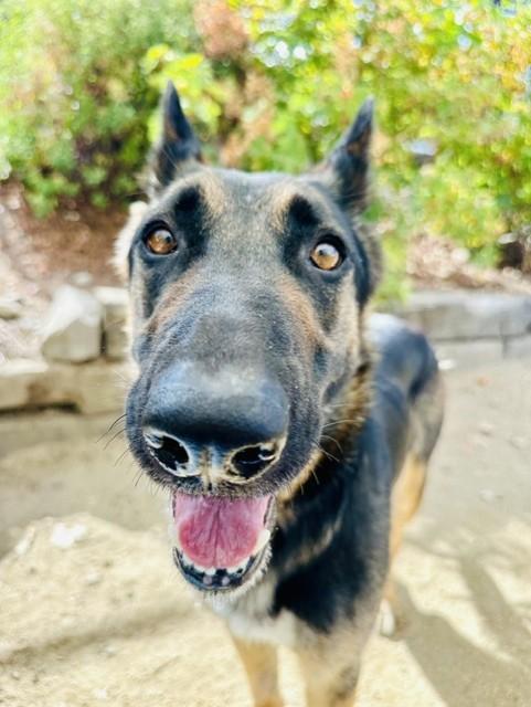 Enlarge Barbie, a Adoptable Shepherd in Phoenix, OR image 2/4