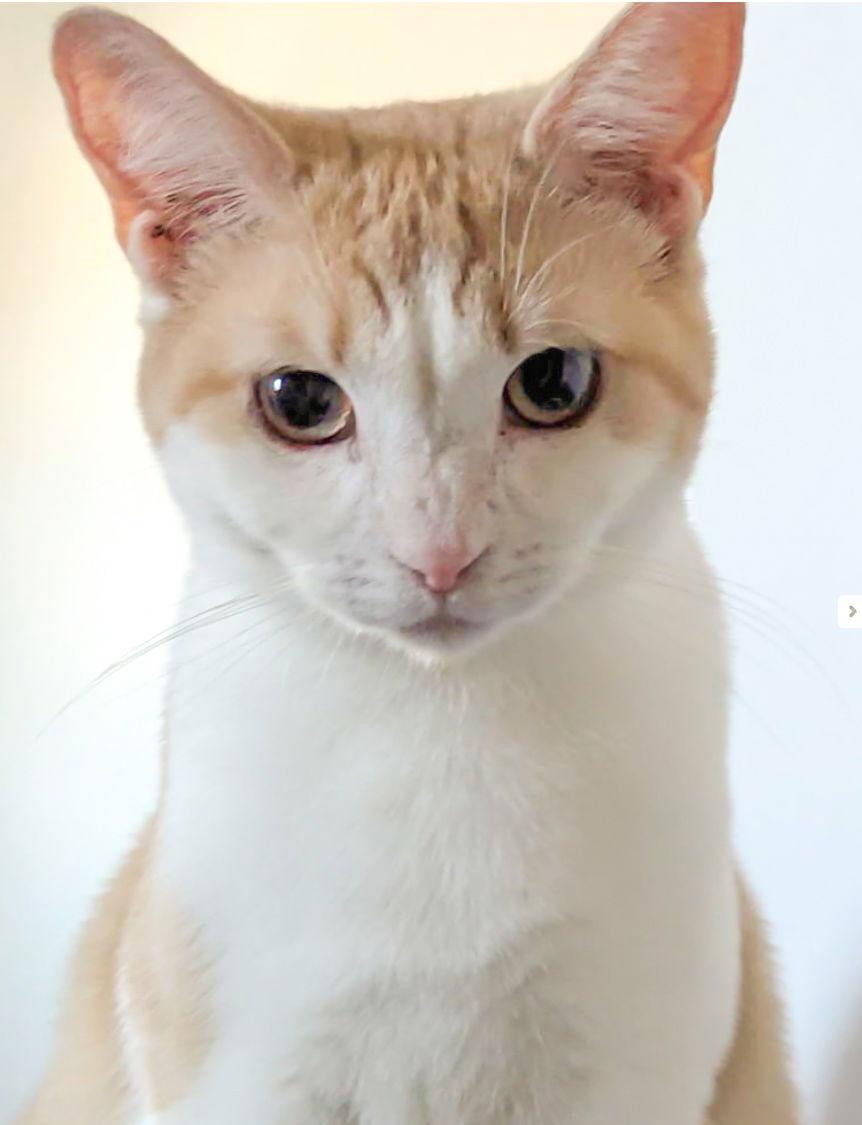 Dean, a Adoptable American Shorthair in Harrisburg, PA image 1/2