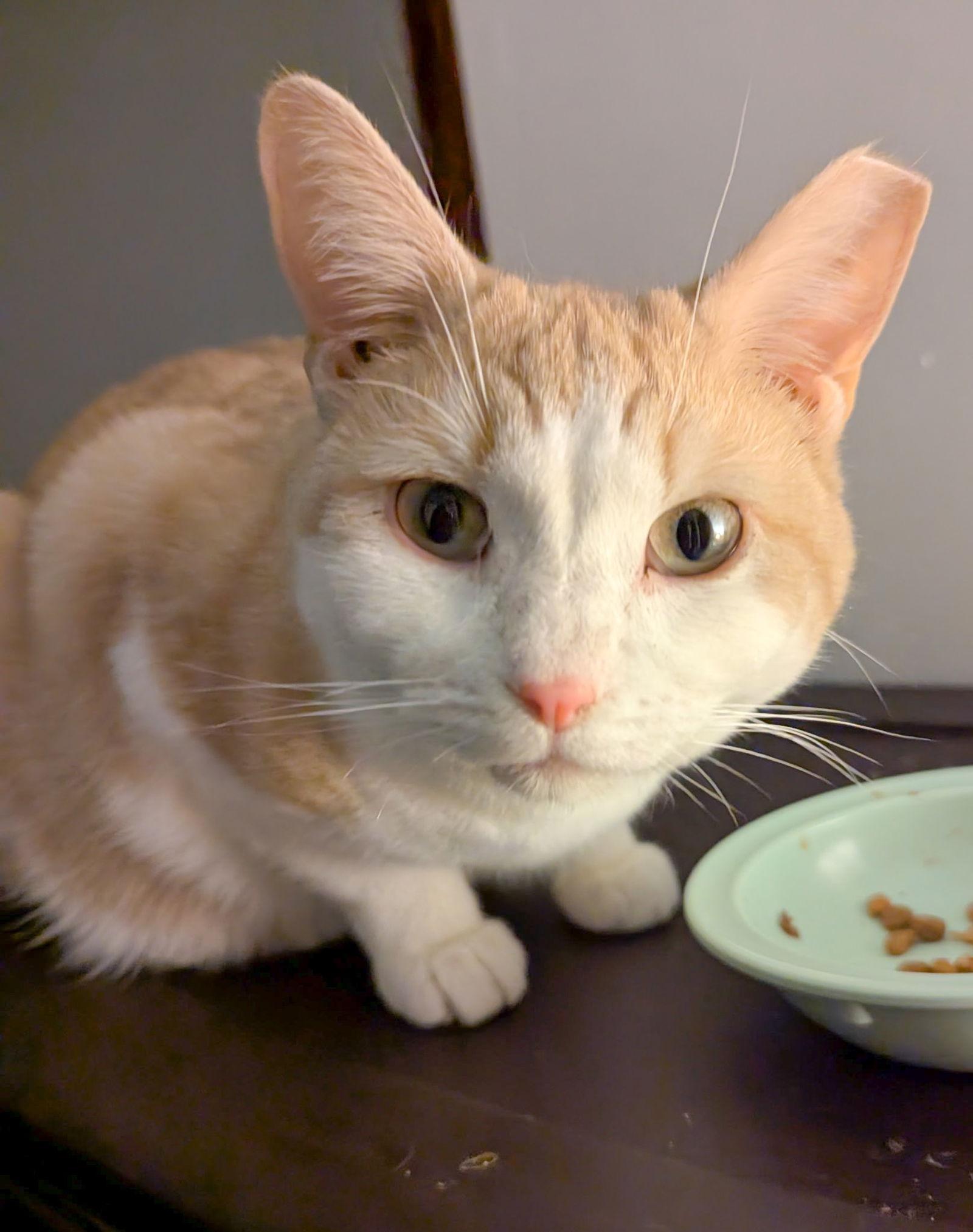 Dean, a Adoptable American Shorthair in Harrisburg, PA image 2/2