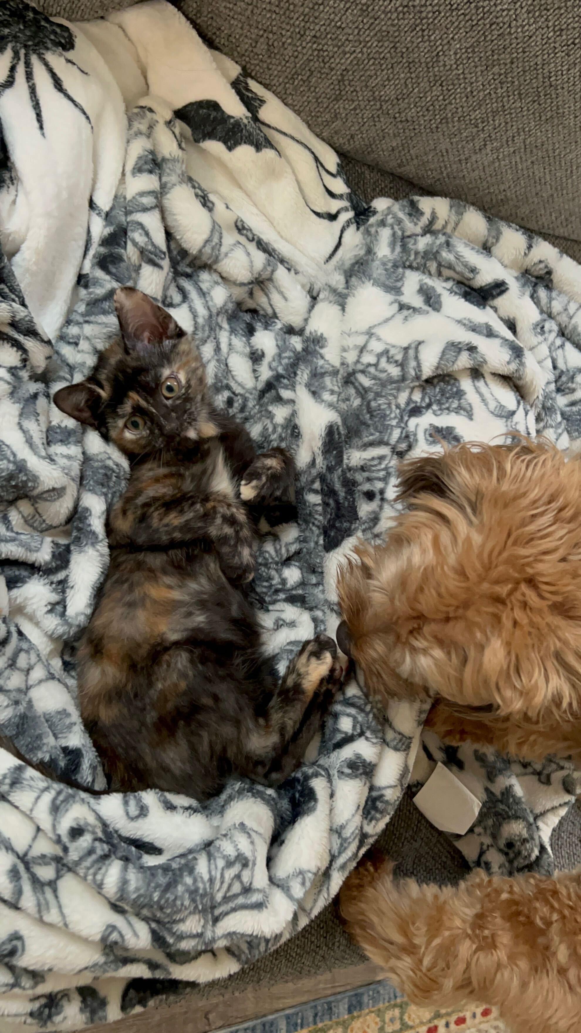 Labubu (bonded to Lafufu), Adoptable, Kitten Female Domestic Short Hair.