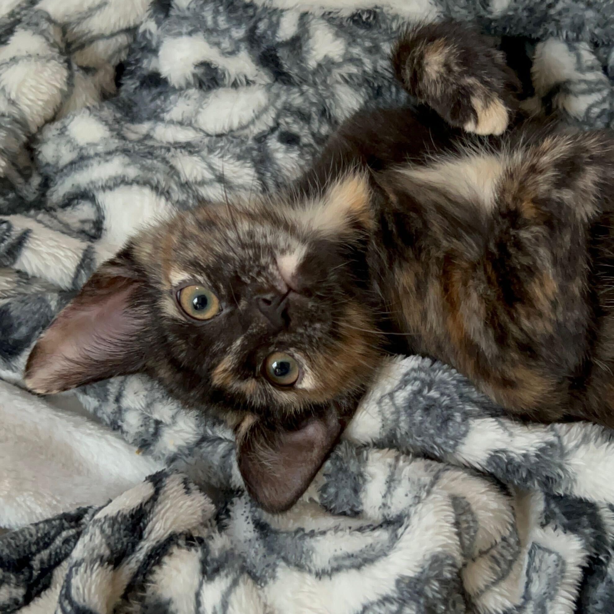 Enlarge Labubu (bonded to Lafufu), a Adoptable Domestic Short Hair in Long Island City, NY image 2/4