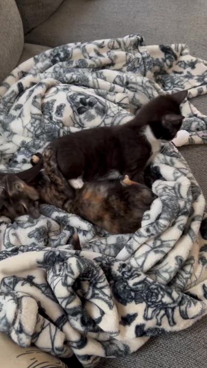 Enlarge Labubu (bonded to Lafufu), a Adoptable Domestic Short Hair in Long Island City, NY video 4/4