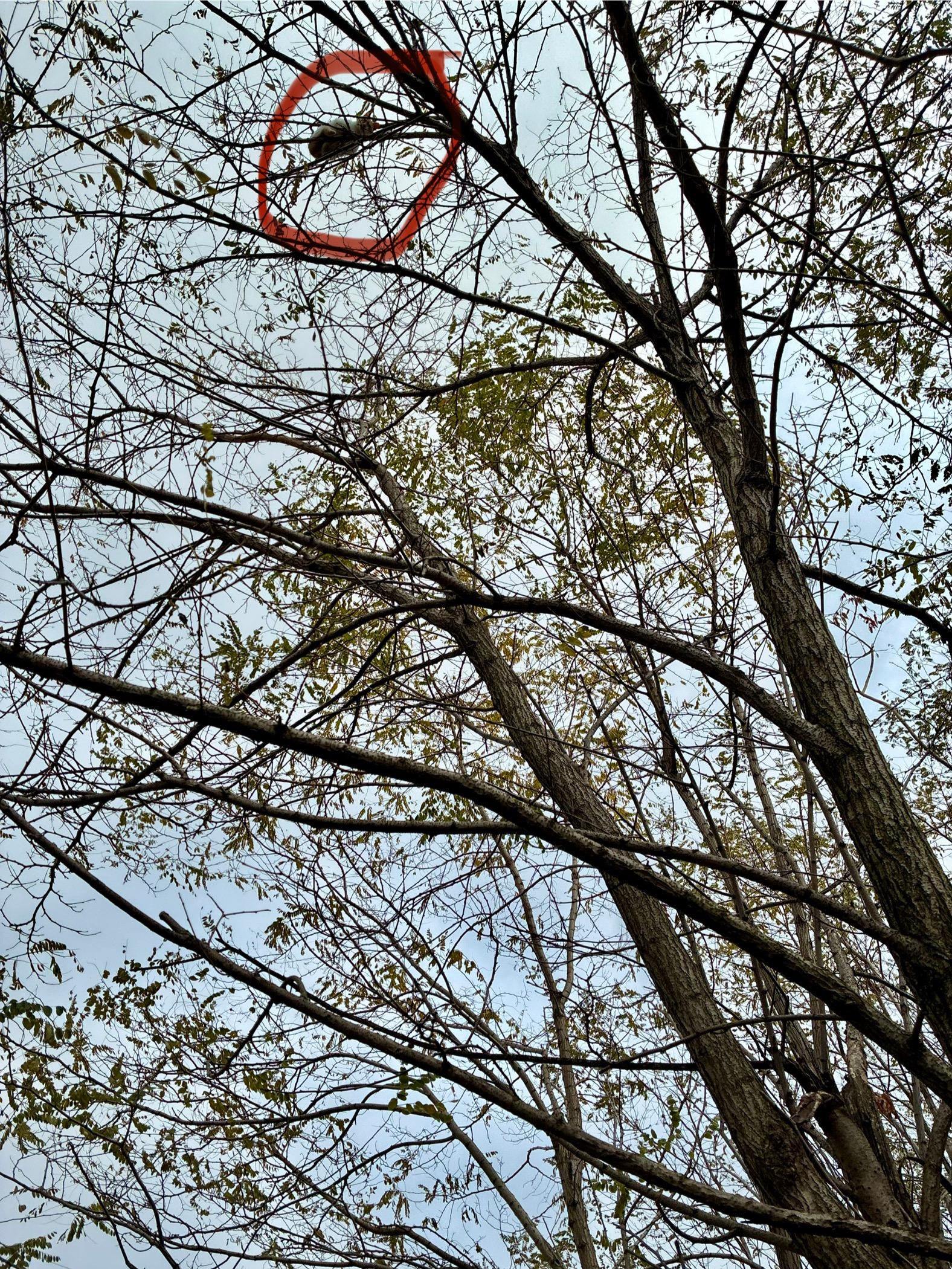 Enlarge Francesca , a ADOPTABLE Domestic Short Hair in Independence, OH image 6/6