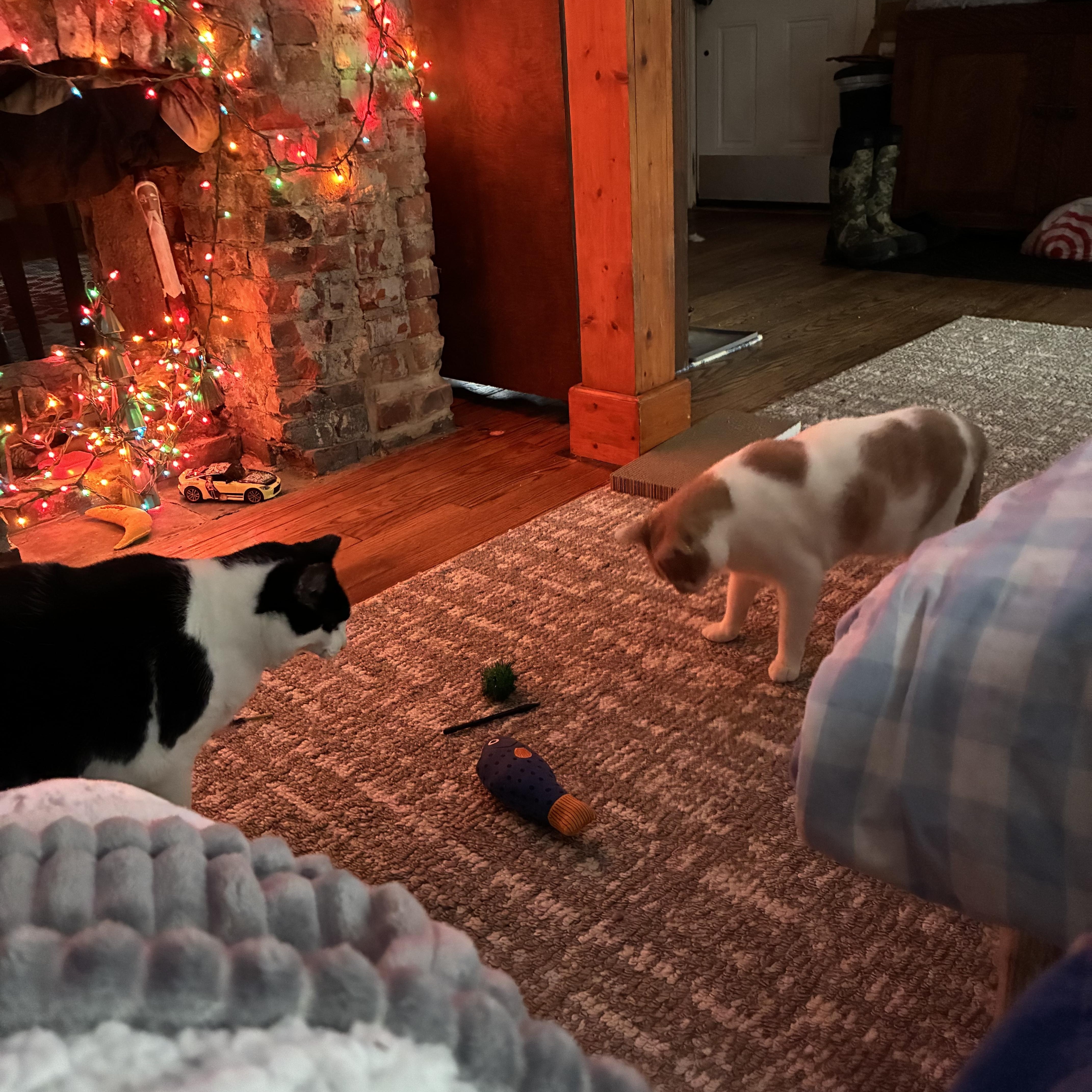 Enlarge Francesca , a ADOPTABLE Domestic Short Hair in Independence, OH image 2/6