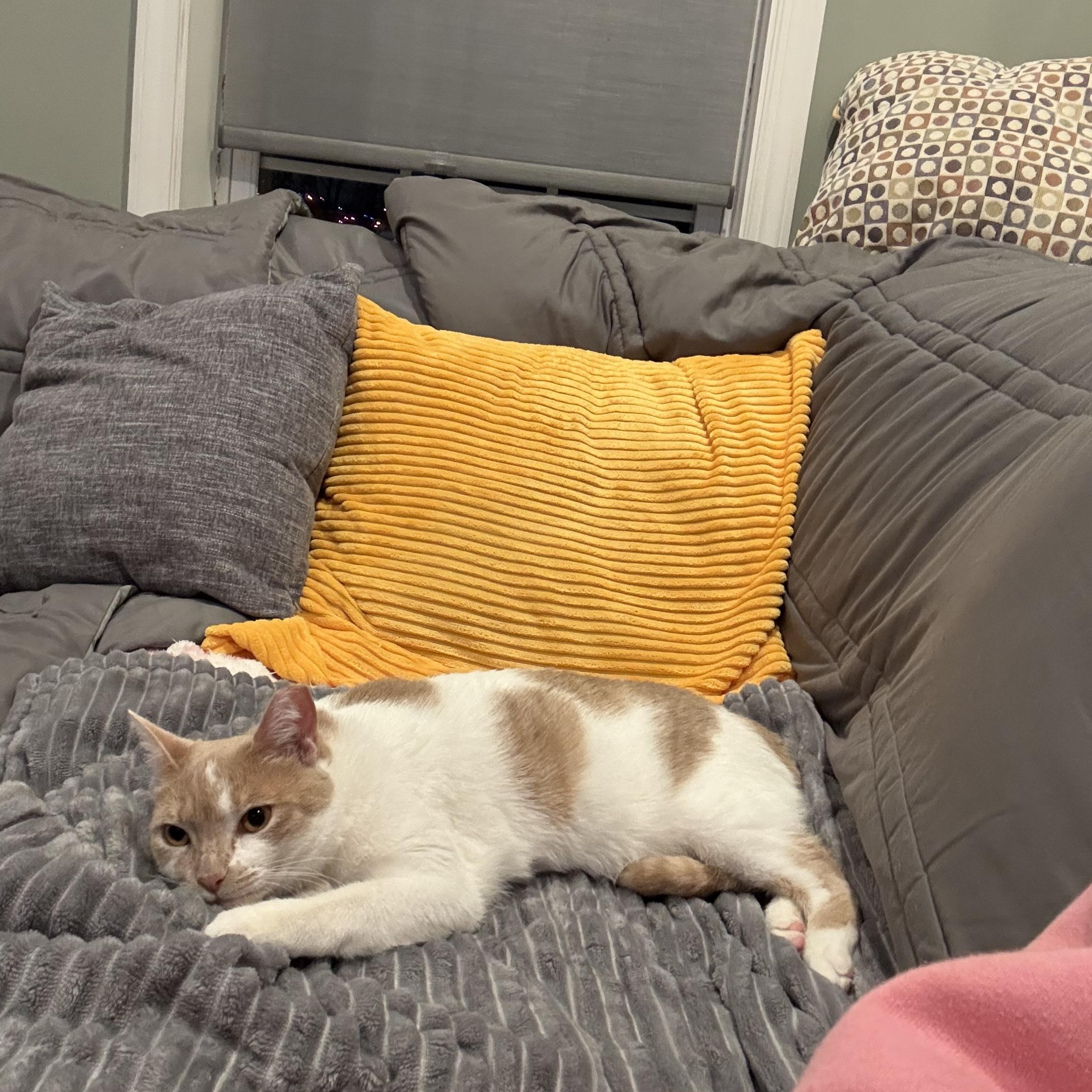 Enlarge Francesca , a ADOPTABLE Domestic Short Hair in Independence, OH image 1/6