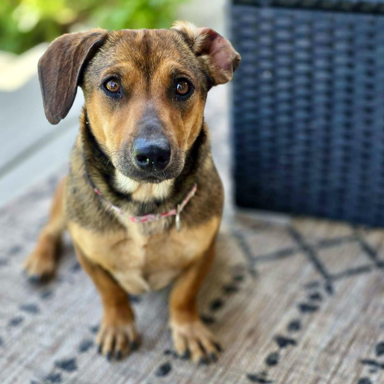 Enlarge Hershey, a ADOPTABLE mixed breed in Mead, CO image 2/4