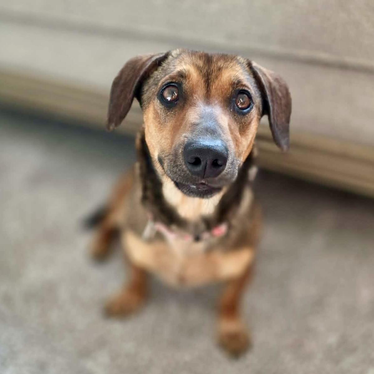 Enlarge Hershey, a ADOPTABLE mixed breed in Mead, CO image 4/4