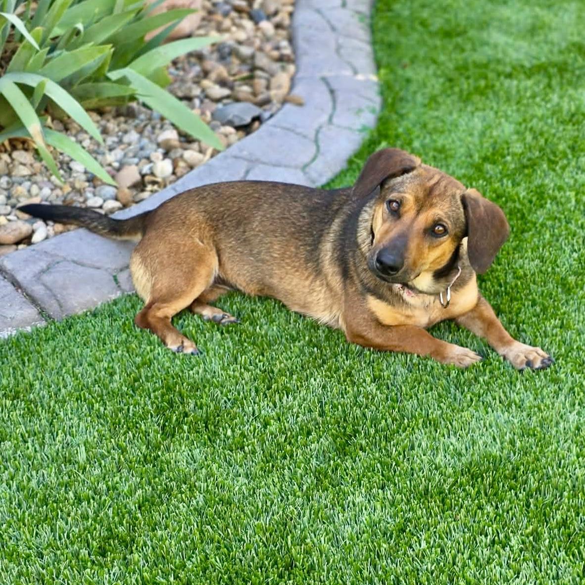 Enlarge Hershey, a ADOPTABLE mixed breed in Mead, CO image 3/4