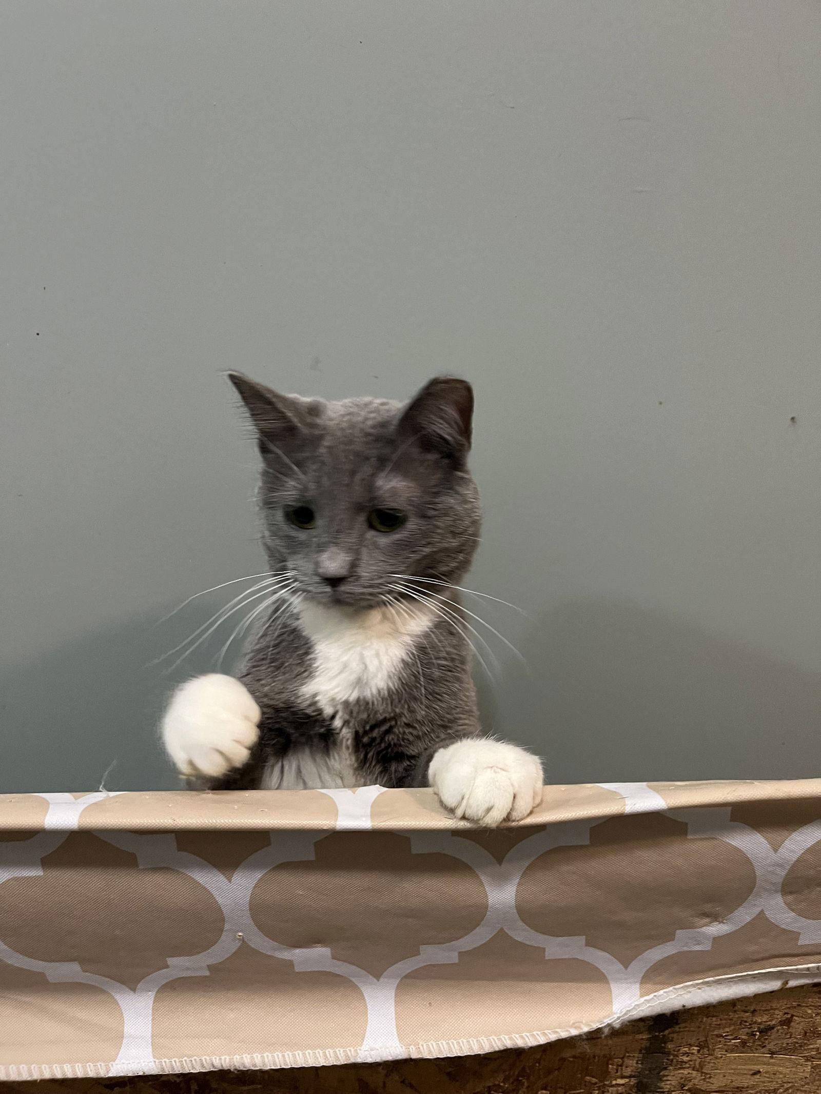 Enlarge Rachel, a Adoptable Domestic Short Hair in Zimmerman, MN image 1/1