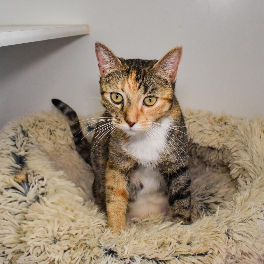Gwendolyn, Adoptable, Adult Female Domestic Short Hair.