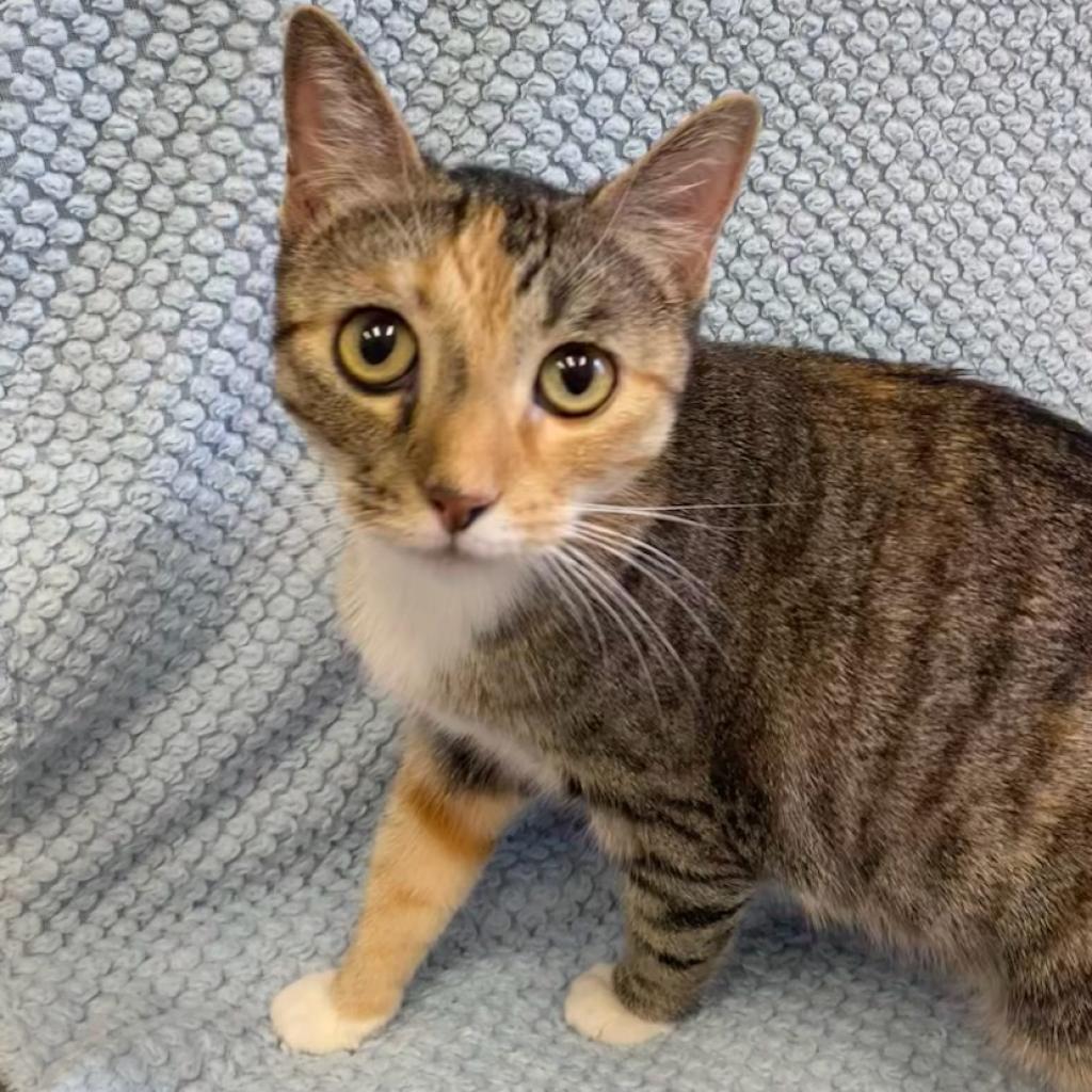 Enlarge Gwendolyn, a Adoptable Domestic Short Hair in Long Beach, CA image 2/2