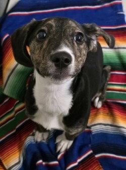 PR 52 Roxie, Adoptable, Young Female Hound & Terrier.