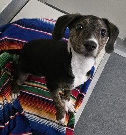 Enlarge PR 52 Roxie, a Adoptable mixed breed in Glen Allen, VA image 2/2