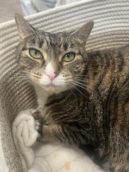 Enlarge Solo, a Adoptable mixed breed in Madison, NJ image 1/3