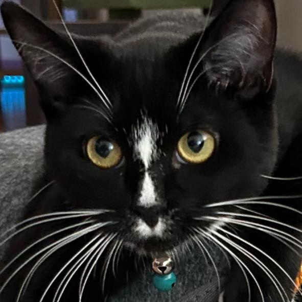 Enlarge Maverick & Lakota (Bonded Boys), a Adoptable mixed breed in Beaverton, OR image 3/6