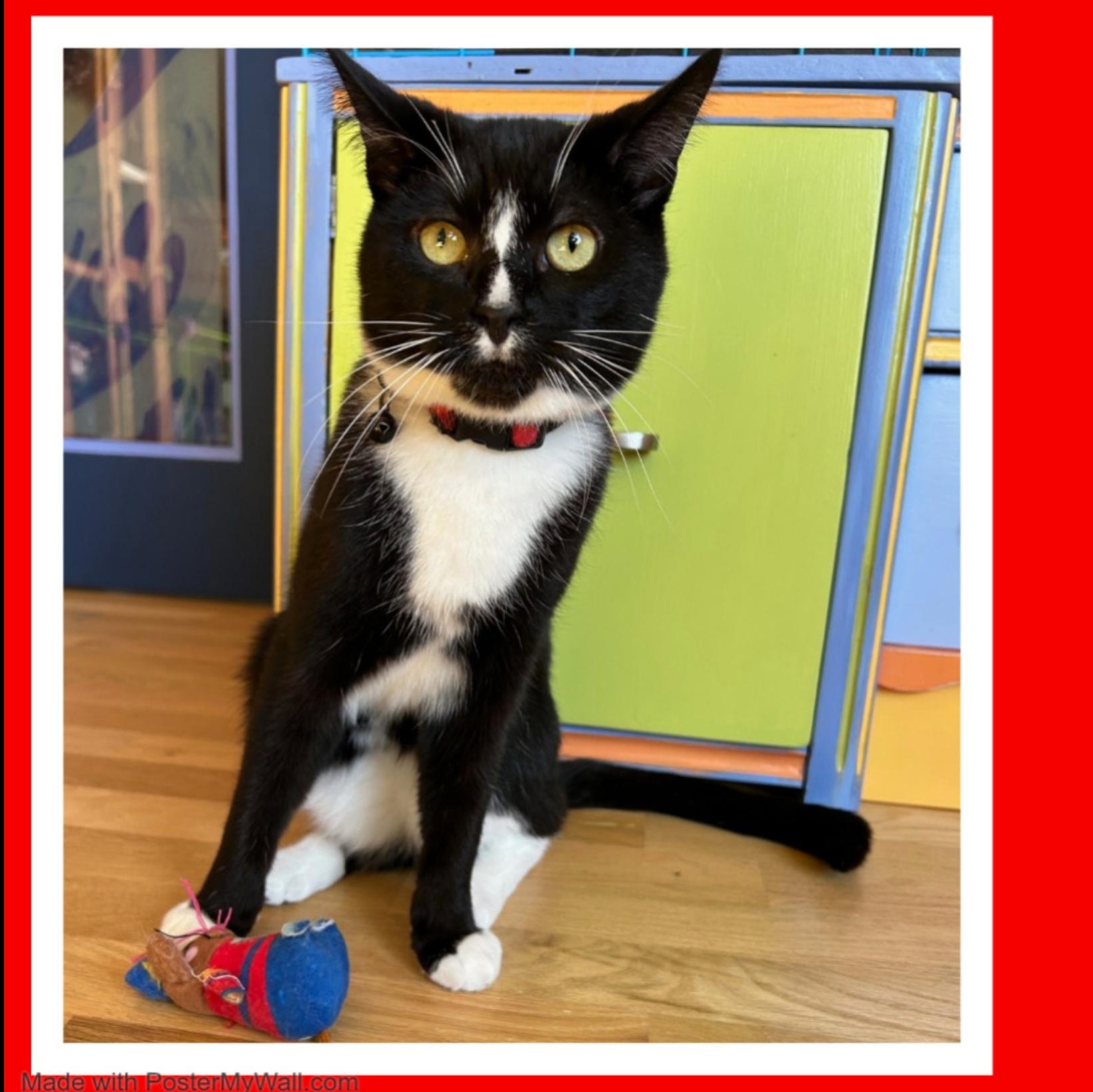 Enlarge Maverick & Lakota (Bonded Boys), a Adoptable mixed breed in Beaverton, OR image 5/6