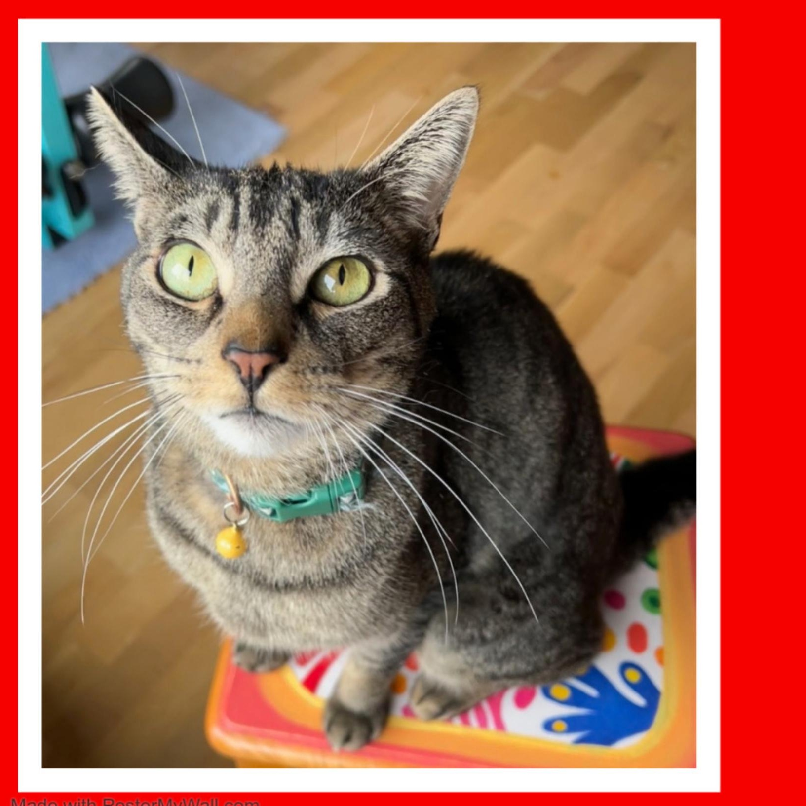 Enlarge Maverick & Lakota (Bonded Boys), a Adoptable mixed breed in Beaverton, OR image 4/6