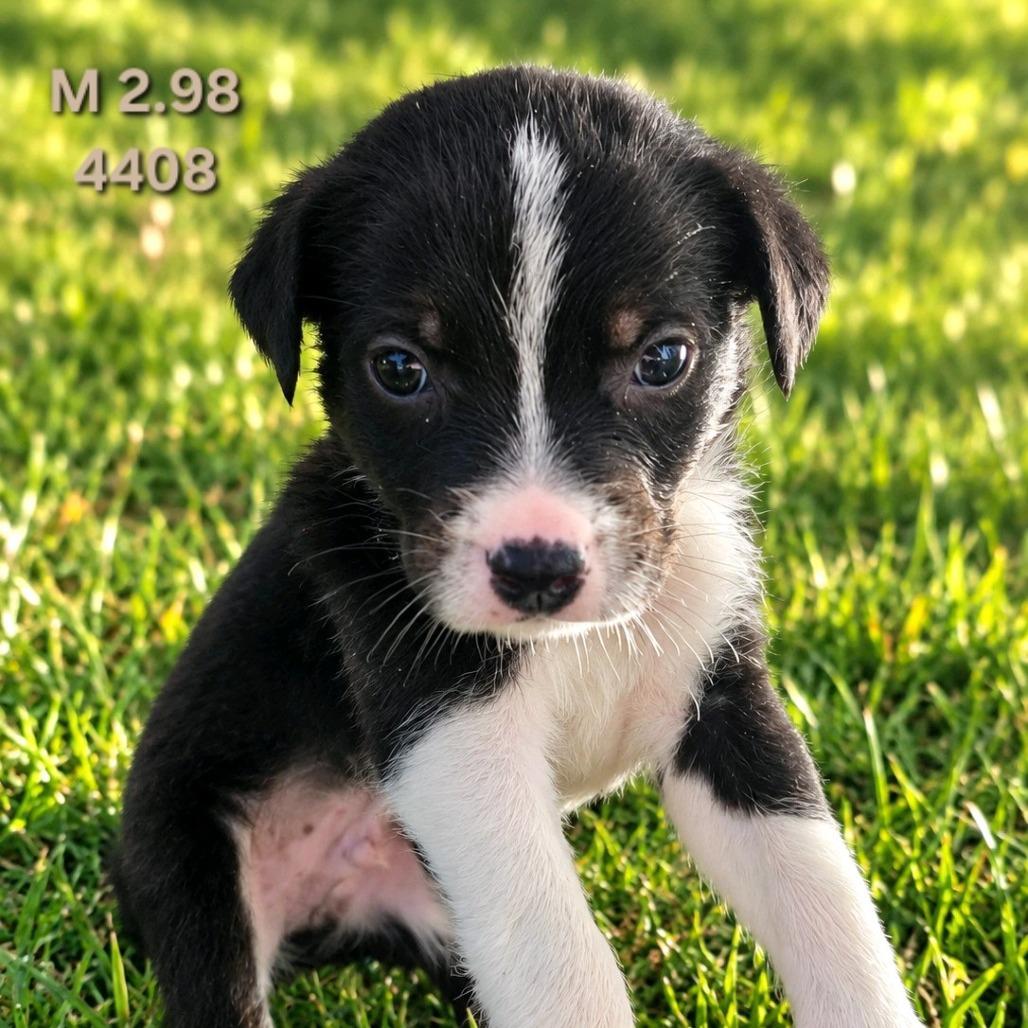 Whisky, Adoptable, Puppy Male Border Collie.