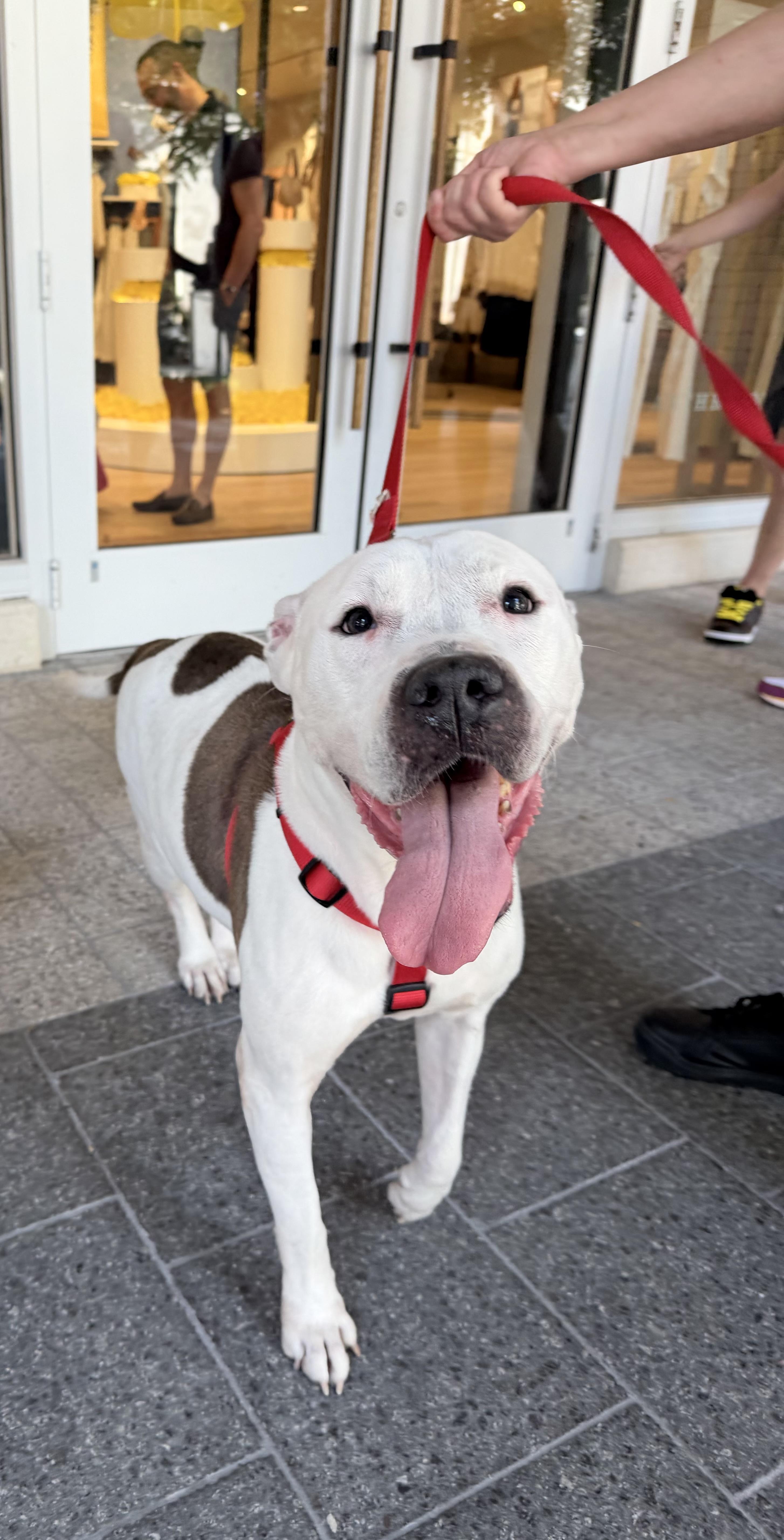 Enlarge Rue, an adopted Pit Bull Terrier in Palm springs, FL image 1/1
