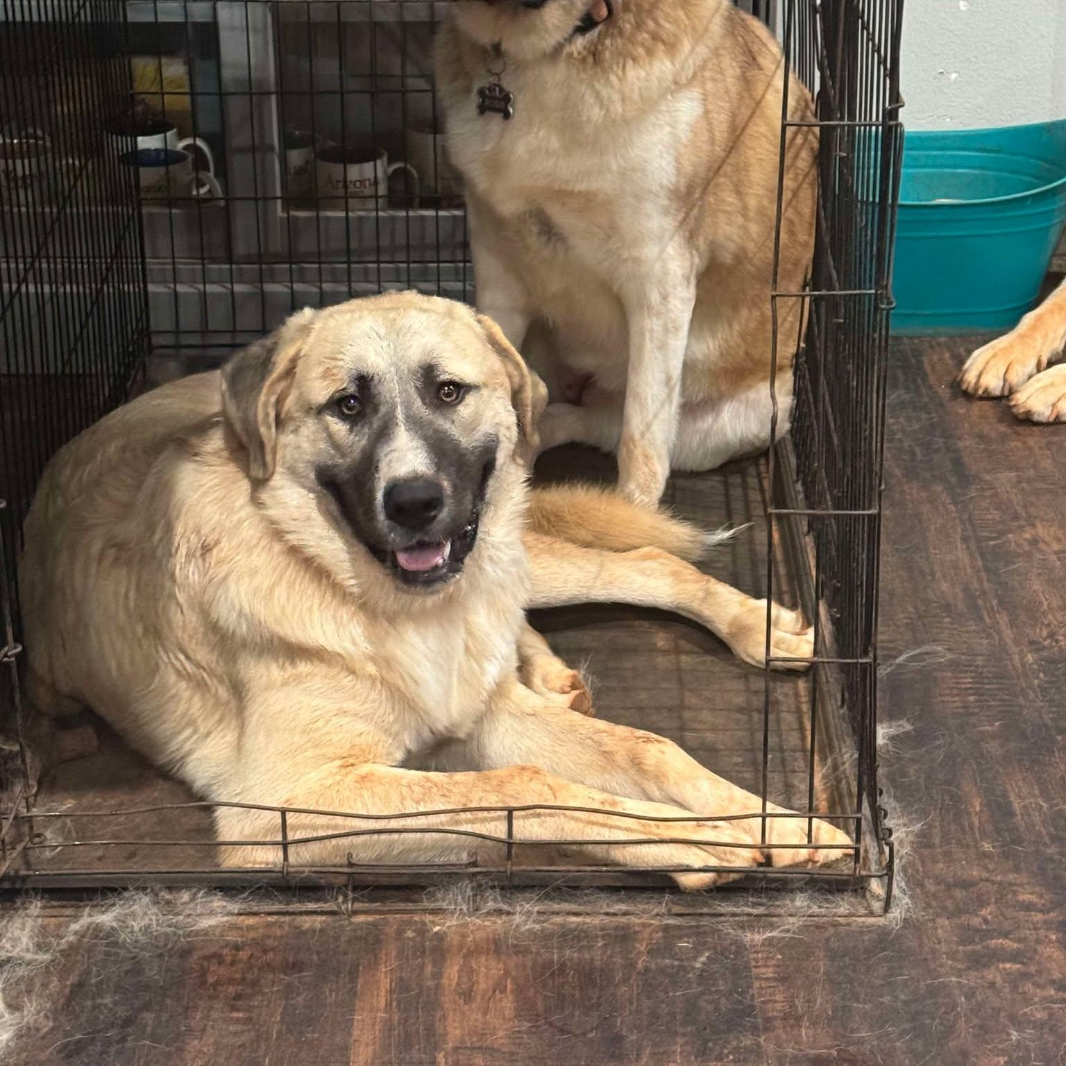 TEXAS, DALLAS; ***URGENT*** FOSTER OR ADOPT; 