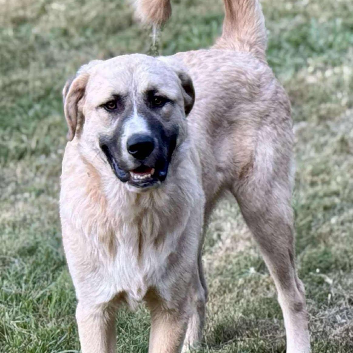 TEXAS, DALLAS; ***URGENT*** FOSTER OR ADOPT; 