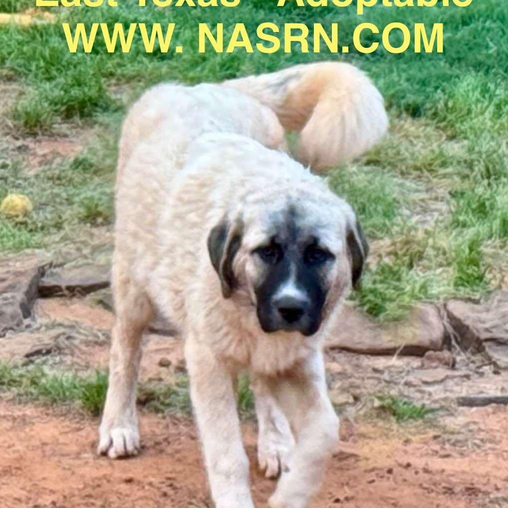 TEXAS, DALLAS; ***URGENT*** FOSTER OR ADOPT; 