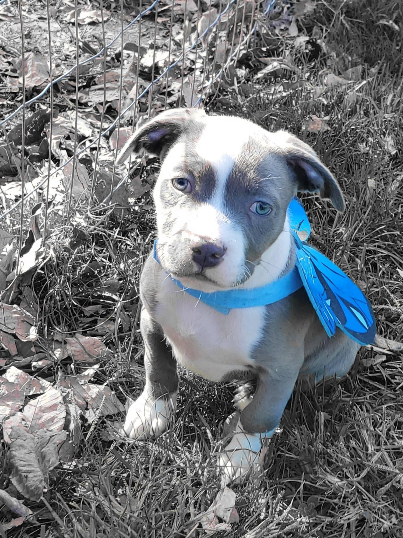 Skipper , an adopted mixed breed in Dayton, OH image 5/6