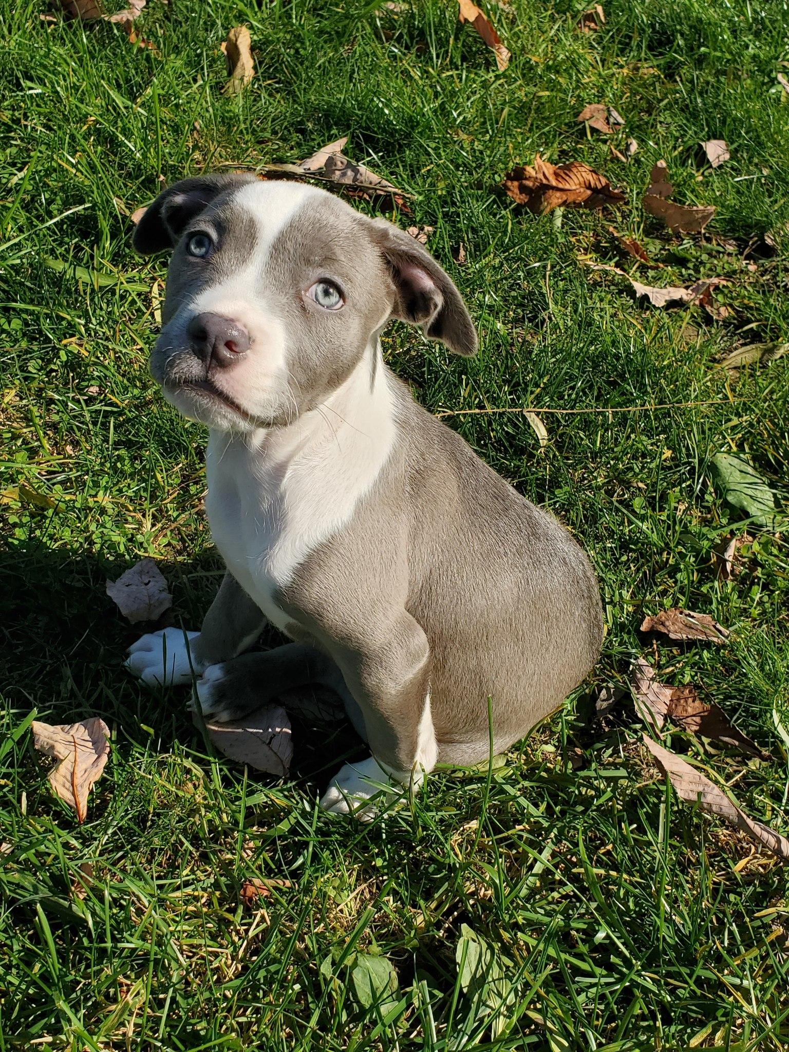 Skipper , an adopted mixed breed in Dayton, OH image 4/6