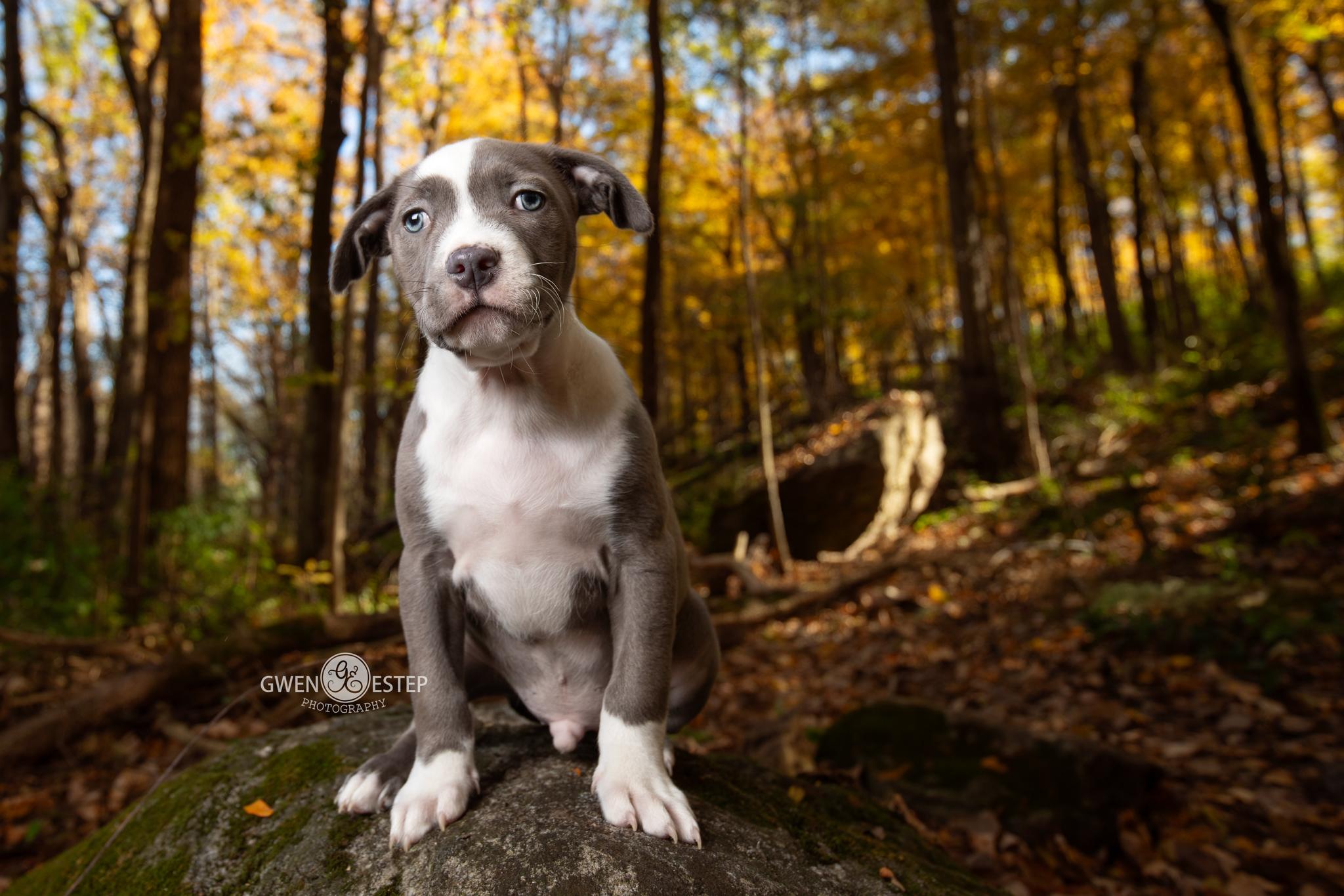 Skipper , an adopted mixed breed in Dayton, OH image 3/6