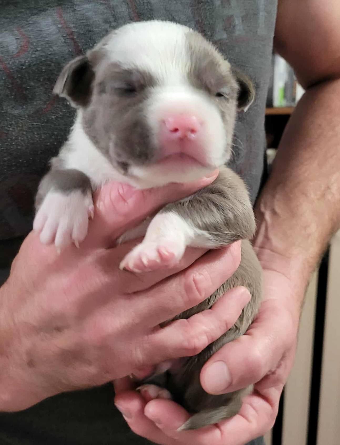 Skipper , an adopted mixed breed in Dayton, OH image 6/6