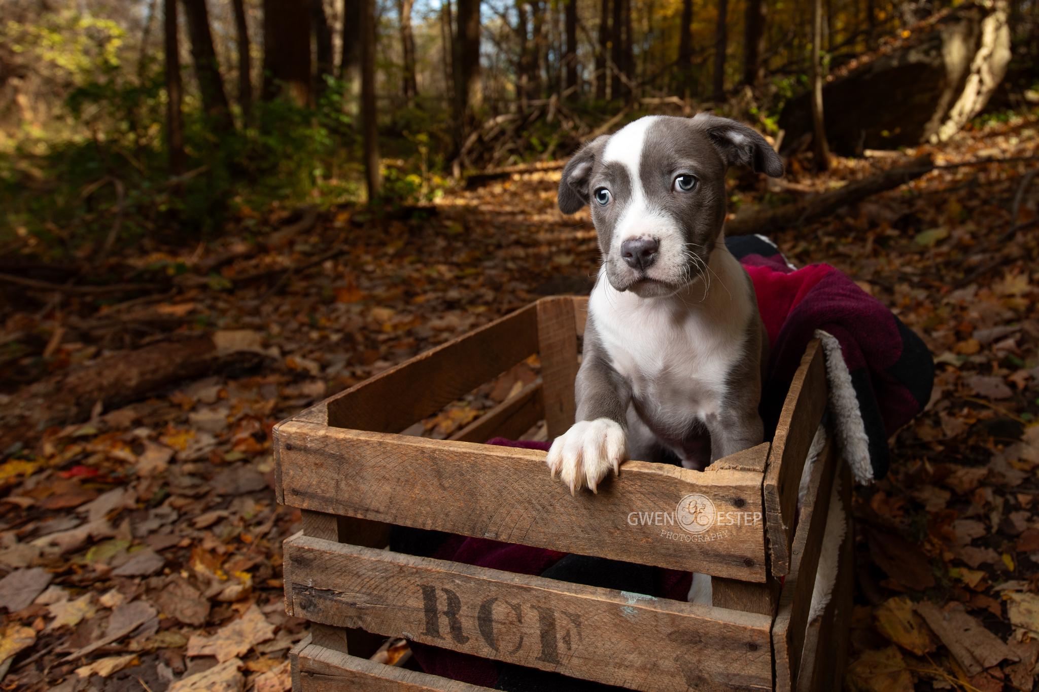 Skipper , an adopted mixed breed in Dayton, OH image 2/6