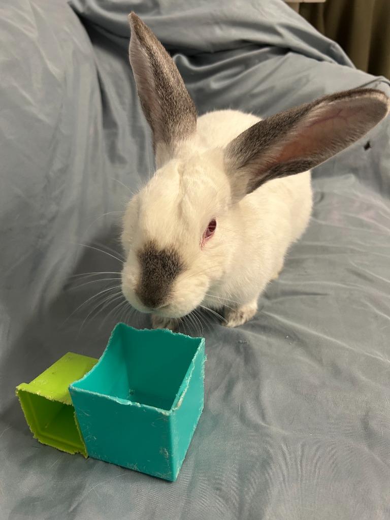 Duplo, Adoptable, Baby Male Californian.