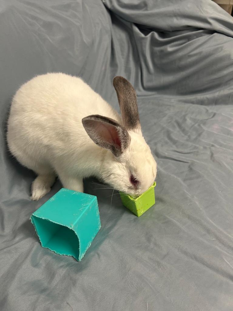 Enlarge Duplo, a Adoptable Californian in Pflugerville, TX image 2/4