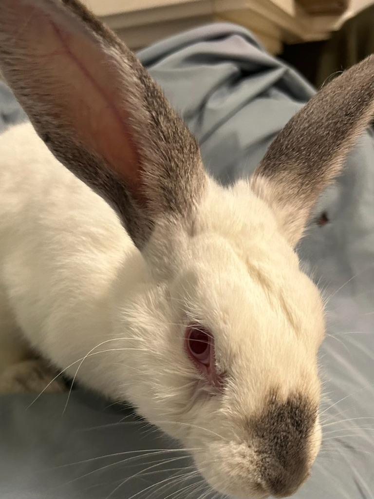 Enlarge Duplo, a Adoptable Californian in Pflugerville, TX image 3/4
