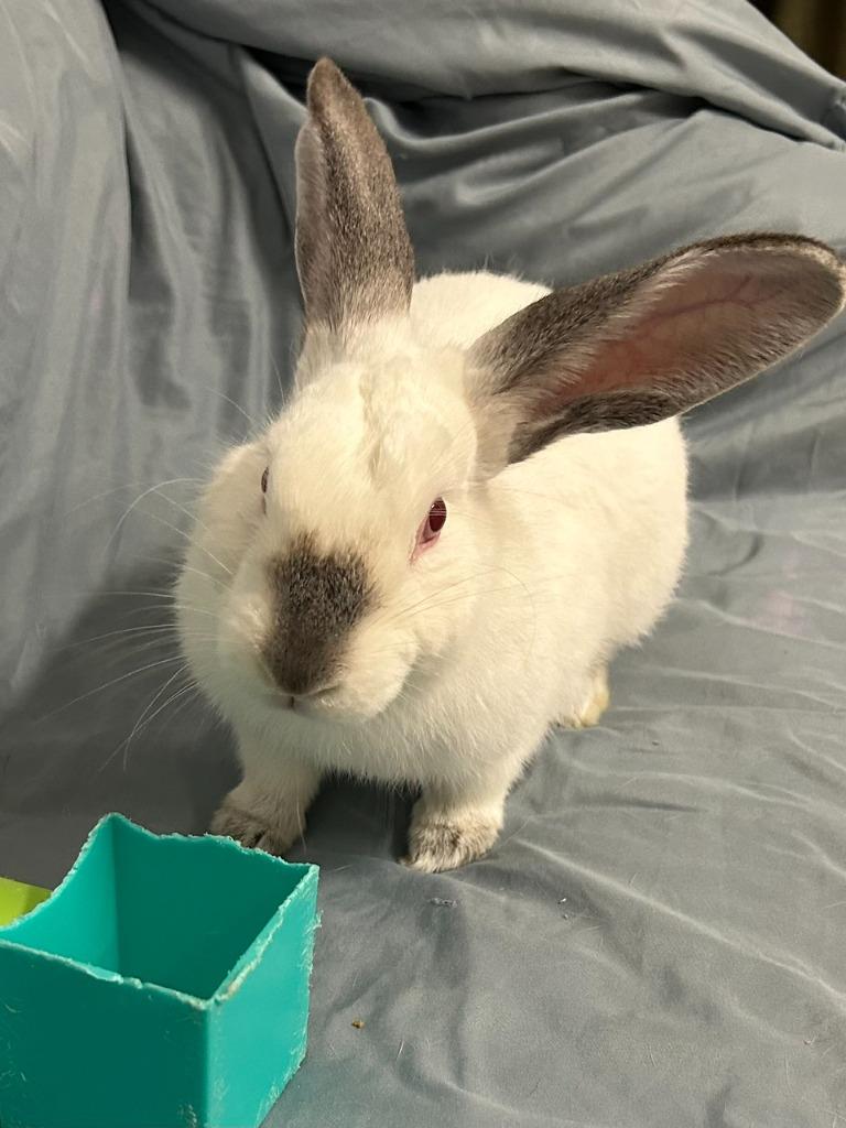Enlarge Duplo, a Adoptable Californian in Pflugerville, TX image 4/4