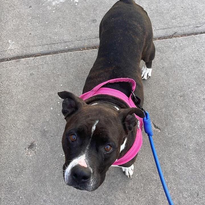 924 (2025) Mama Ruby, Adoptable, Adult Female Pit Bull Terrier & Mixed Breed.