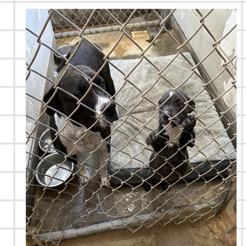 924 (2025) Mama Ruby, a Adoptable mixed breed in Parker, CO image 2/6