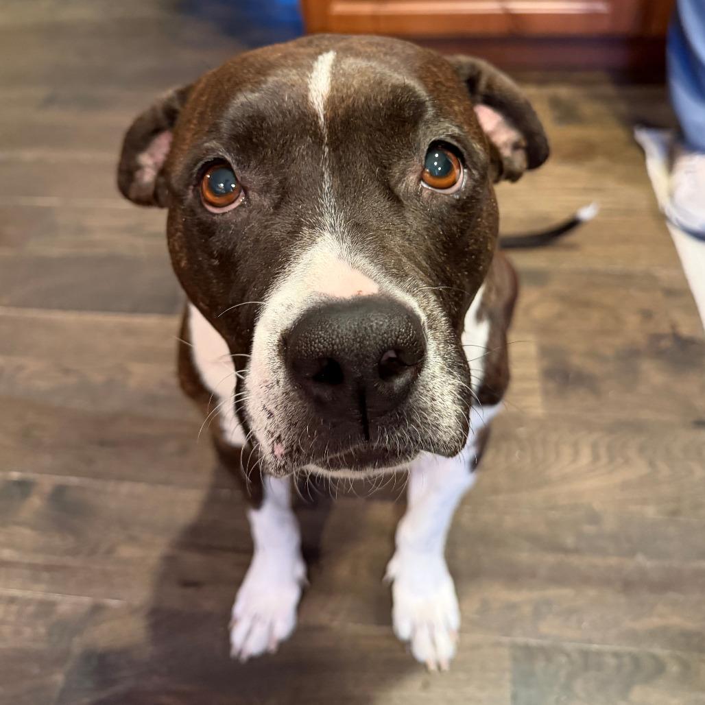 924 (2025) Mama Ruby, a Adoptable mixed breed in Parker, CO image 3/6