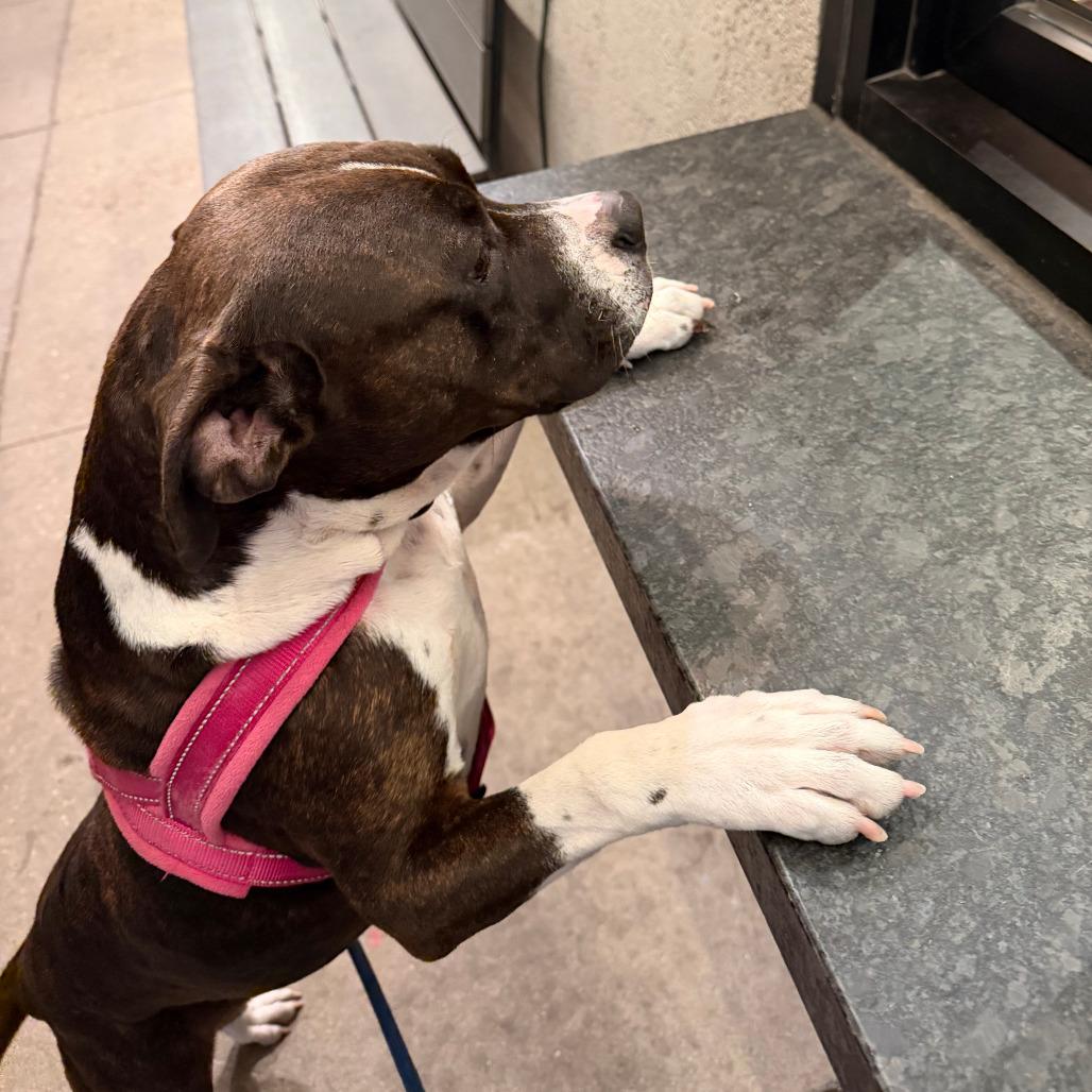 924 (2025) Mama Ruby, a Adoptable mixed breed in Parker, CO image 6/6