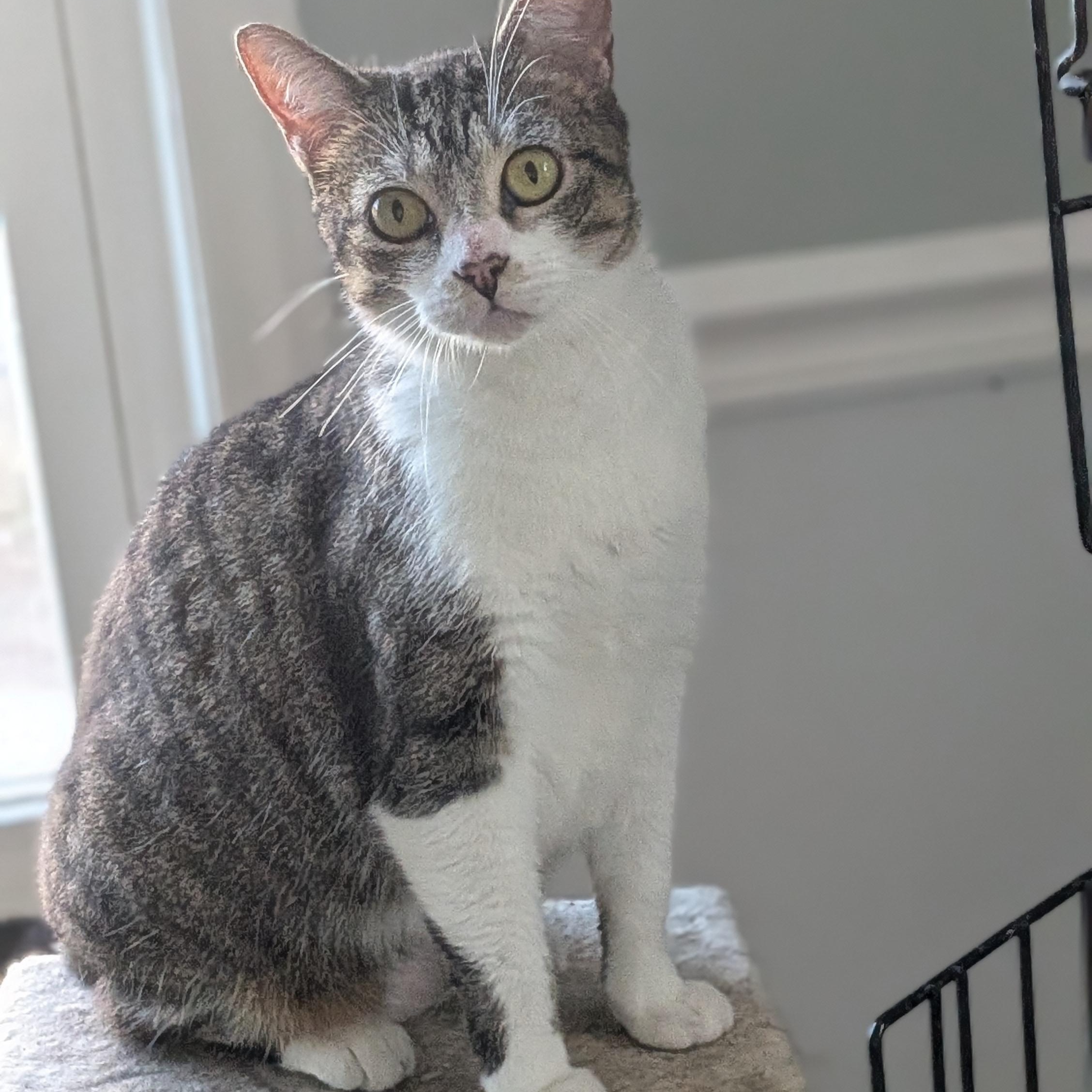 Pepper, a ADOPTABLE American Shorthair in Wilmington, NC image 1/5