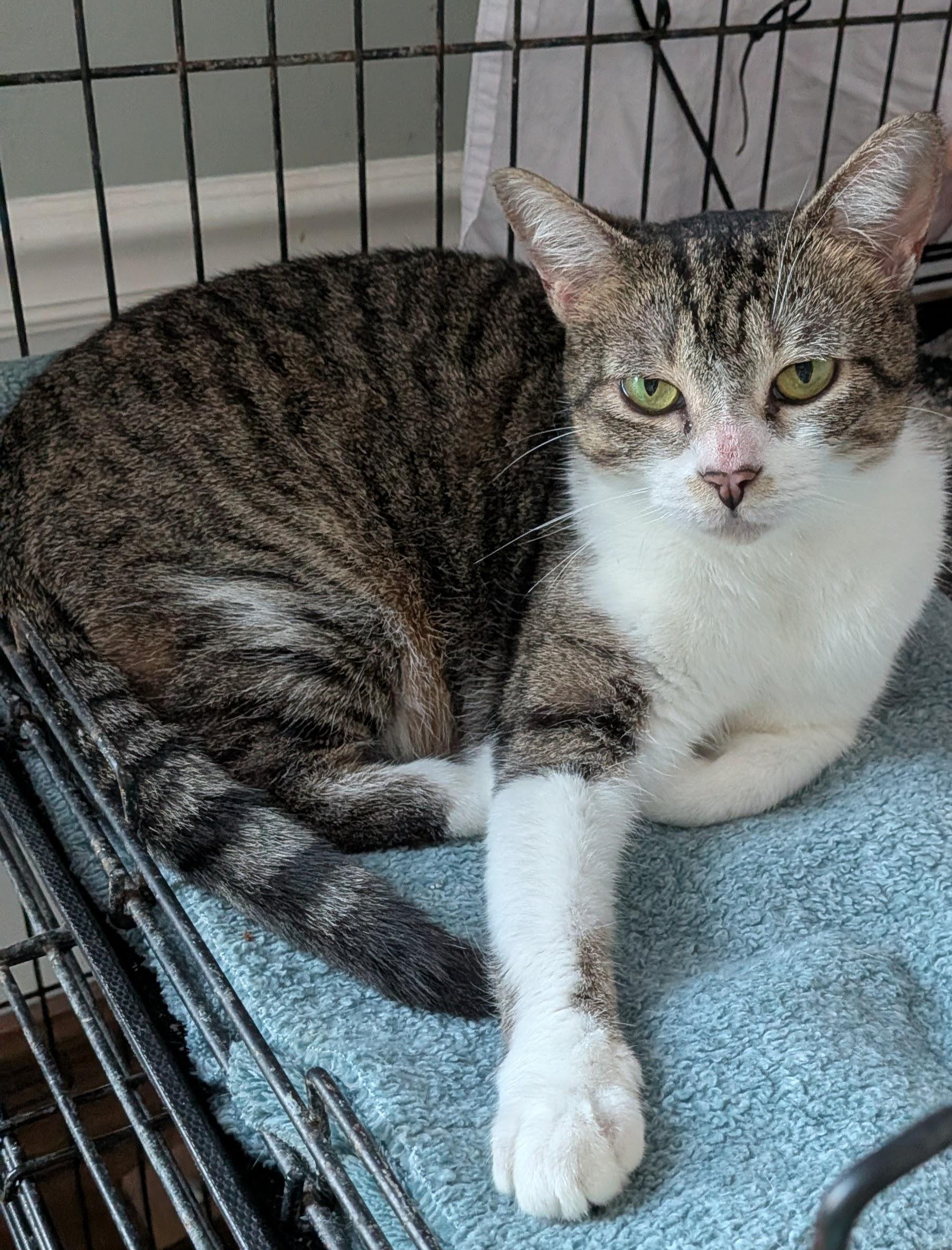 Pepper, a ADOPTABLE American Shorthair in Wilmington, NC image 3/5