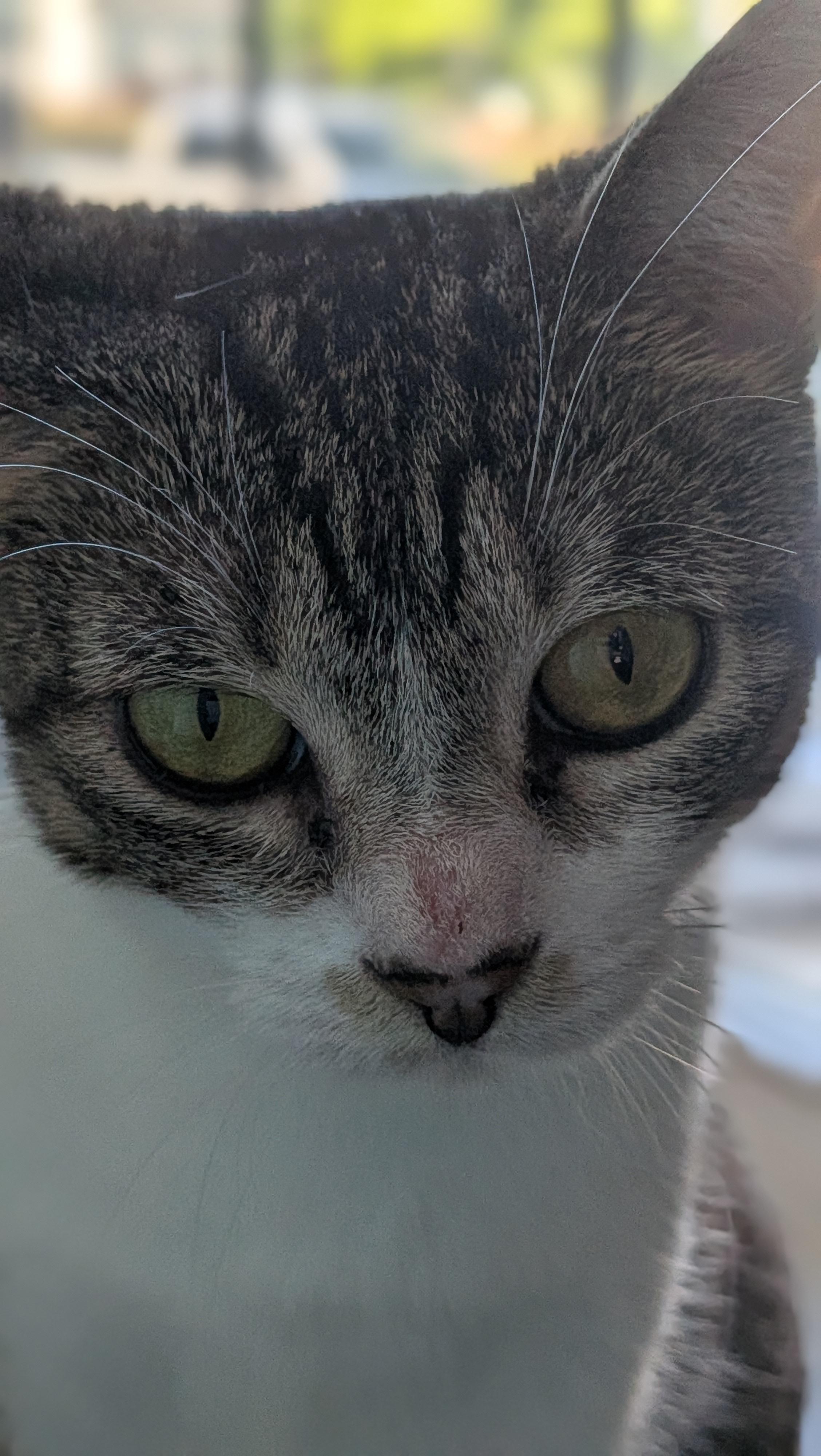 Pepper, a ADOPTABLE American Shorthair in Wilmington, NC image 5/5